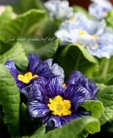 ��ˡ������顼���ץ��顦�ݥꥢ�󥵥��������󥻡������