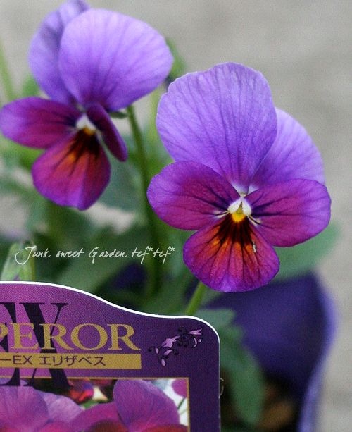 ブランド見元ビオラ<BR>エンペラーEX<BR>『エリザベス』 | すべての