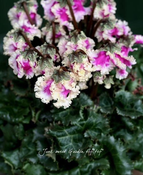 大栄花園さんの希少品種 Br プレミアム シクラメン Br プリマドンナ ゴールド すべての商品 Junk Sweet Garden Tef Tef