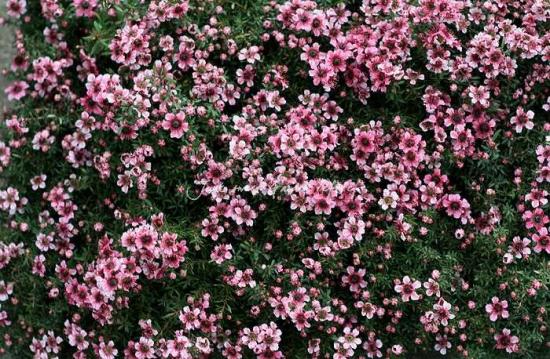 小花が可愛い❤<BR>『スィート・アリッサム』<BR>ミックス植え