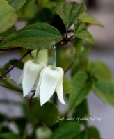 ����ޥ���<BR>�إ���ʥ󥨥󥷥���<BR>�إۥ磻�ȥ��󥸥����