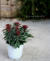 桼եӥޥ<BR>ʥޥƥˡ<BR>Ƽա