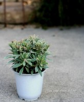 桼եӥޥ<BR>ʥޥƥˡ<BR>ա