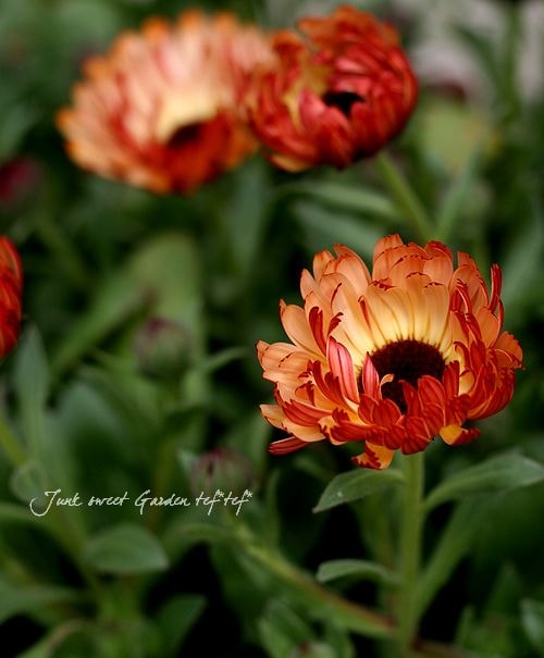 先生さようなら　カレンデュラ⭐︎ シンドラ公式】『先生さようなら』／『君が死ぬまであと100日