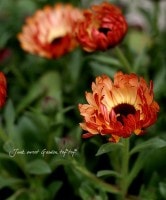 Flower Species,カレンデュラ | Junk sweet Garden tef*tef*