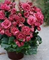 ꡼٥˥<BR>إ롦̡<BR>6