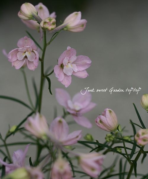 �ǥ�ե��˥���إԥ󥯡�3.5����