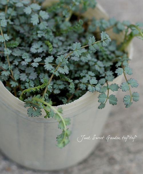 �ʤ�Ȥ�����ʤ��İ������������ʡإ����ƥ����ץ�١�