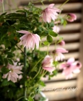 <i>Clematis macropetala</i><BR><BR>���ȥ饲�ͷϥ���ޥ���<BR>�إޡ����ϥॺ�ԥ󥯡�