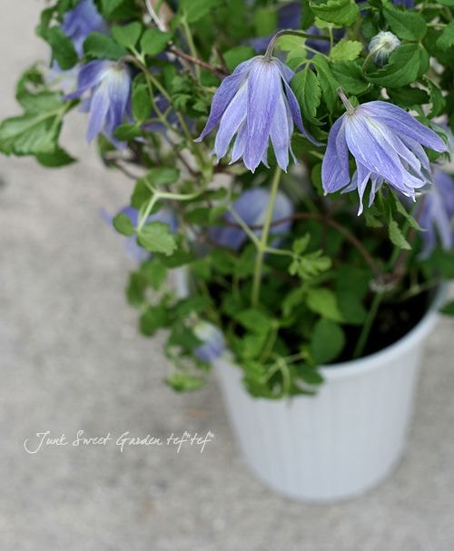 アトラゲネ系クレマチス<BR>『ウェッセルトン』<BR>5号鉢 | すべての