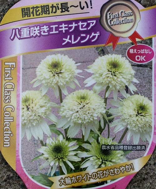 エキナセア苗 通販でクリスマス