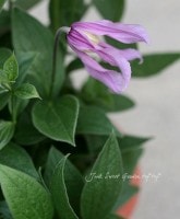 ����ƥ���ե��ꥢ��<BR>�͵��餭����ޥ���<BR>�إϥʥ��ޡ�5��ȭ��