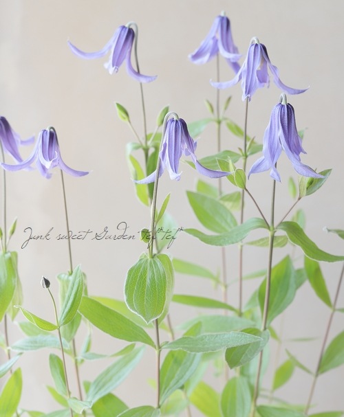 71＊インテグリフォリア系クレマチス（ヘンダーソニー）　2年苗 クレマチス 『 ヘンダーソニー 』 インテグリフォリア系・木立性・新枝