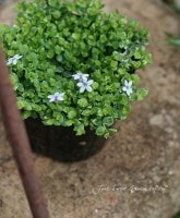 �����ꡩ�����ܥ���<BR>�ץ�ƥ���<BR>�إ�������٥�����١�