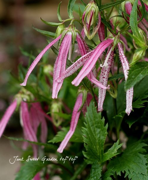 ホタルブクロ　ピンク　大小2苗 楽天市場】桃花二重咲きホタルブクロ 9cmポット苗 数量割引あり/ダブル