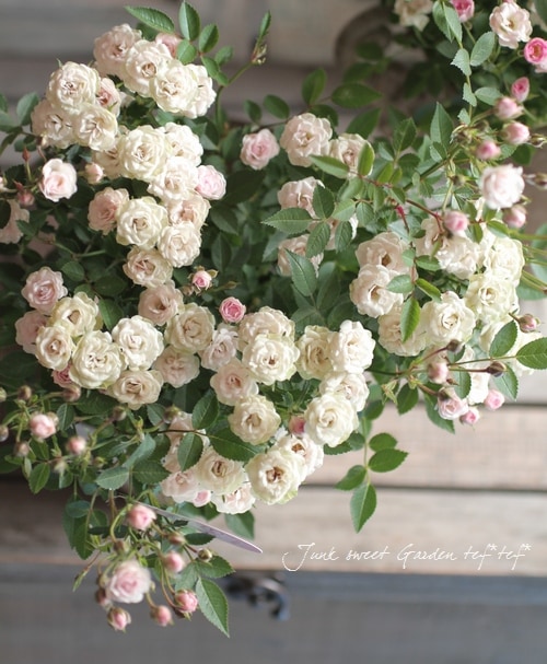 極小ミニバラ さくら すべての商品 Junk Sweet Garden Tef Tef 極小ミニバラ さくら すべての商品 Junk Sweet Garden Tef Tef