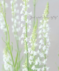 �ɺ���ʥꥢ��ɱ����𡡡إץ�ץ쥢���ۥ磻�ȡ�