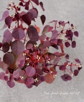 桼եӥ<BR>إ祳꡼ա<BR>5