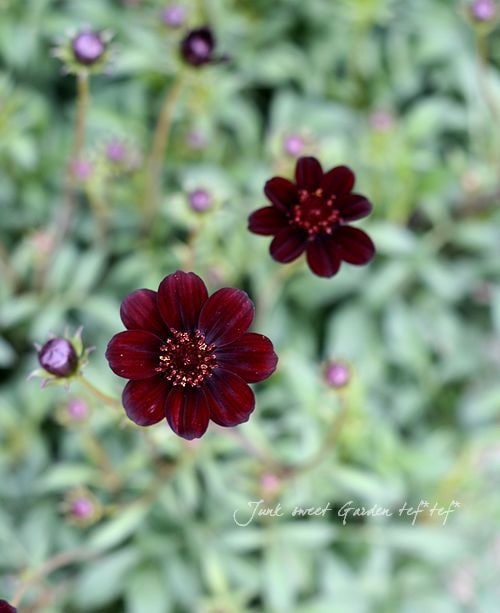 チョコレートコスモス<BR>『チョコモカ』<BR>5号プラ鉢 | すべての商品