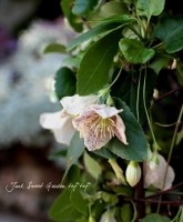 �ߺ餭��饯��ޥ���<BR>���Х���ۥ���<BR>�٥�餭�إ��ꥷ�ʡ�