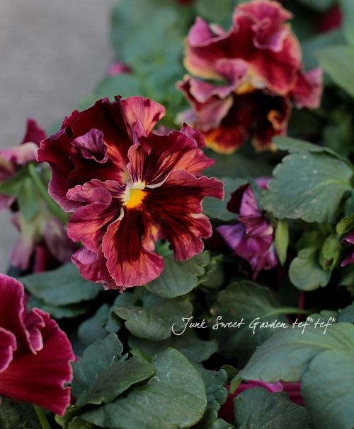 �ե��ѥ󥸡����ࡼ���إ����ƥ��롼�����3.5��