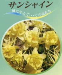 Ȭ�ź餭�����ޥ����إ��󥷥㥤��� ����������
