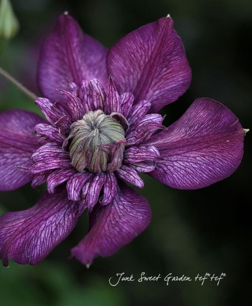 カシス様 Fallen Angel of Grief, Lucifer | Z/X -Zillions of enemy X- Wiki