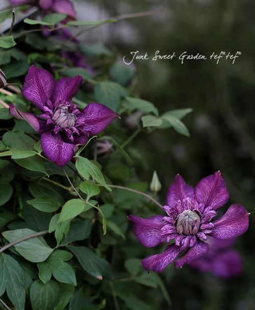 室内栽培OK！<BR>八重咲きクレマチス<BR>『カシス』5号大鉢 | すべての