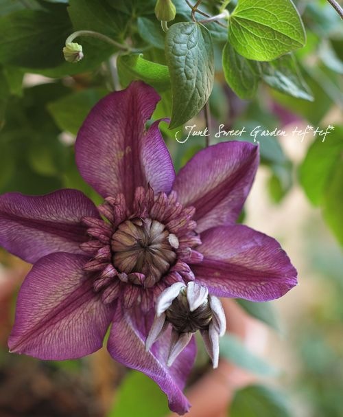 カシス様 Karl Storz C-MAC Monitor 8403 ZX 30 DAY WARRANTY! FREE SHIP | eBay