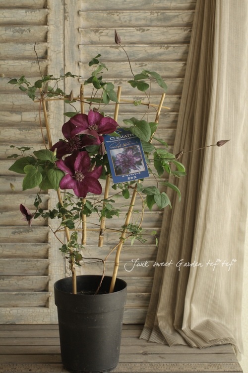 室内栽培OK！<BR>八重咲きクレマチス<BR>『カシス』5号大鉢 | すべての