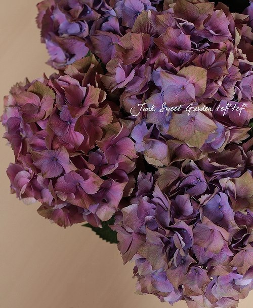 6.秋色紫陽花スワッグ 秋色紫陽花 