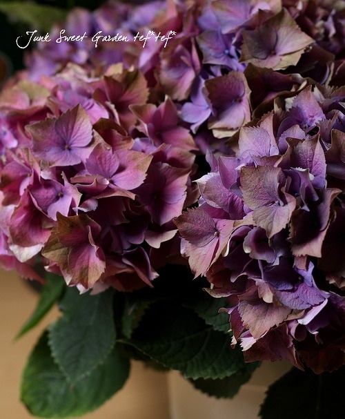 特別感謝SALE/秋色紫陽花/紫陽花ドライフラワー/ヘッド/容量65サイズ F