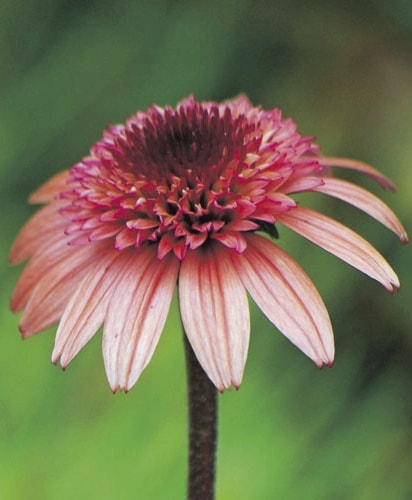 八重咲きエキナセア 『ラズベリートラッフル』 植えっぱなしOK