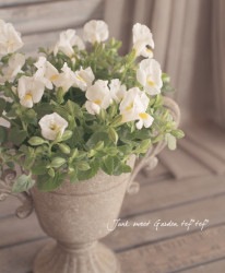 �ȥ�˥����ࡼ�󥷥꡼�� �إۥ磻�ȥࡼ���