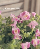 �Ƥ˶����ȥ�˥������ࡼ�󥷥꡼�����إ������ࡼ���