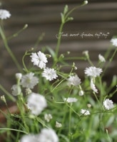 <i>Silene alpestris</i><BR><BR>����͡�����ڥ��ȥꥹ<BR>�إ������꡼�ɥ꡼��١�