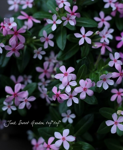 �˾��إ˥��˥�����������ݡ��ե����꡼�������إߥ륭���ԥ󥯡�