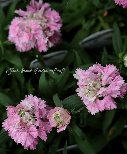 ドイリー1265❤️ぷっくりツル薔薇と八重咲き花、ナデシコ、蝶々