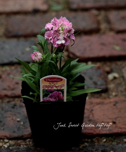 八重咲きナデシコ<BR>ロリポップ | すべての商品 | | Junk sweet