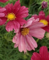 �ʤ�Ȥ�����ʤ�����❤<BR>���������⥹<BR>�إ�٥󥶡�