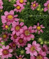 �ʤ�Ȥ�����ʤ�����❤<BR>���������⥹<BR>�إ���ƥ����ƥ��پ��֤�