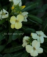 ��������󥵥�<BR>�إۥ磻�ȡ����꡼���
