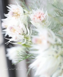 硼ꥢإ֥å󥰥֥饤 -Blushing Bride-