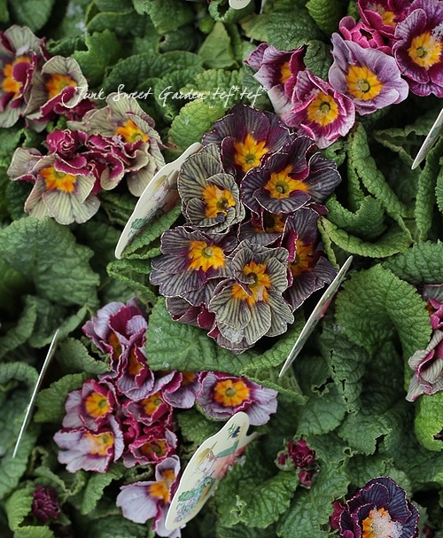 みもと園芸さんの！<BR>プリムラ<BR>アンティーク色 | すべての商品