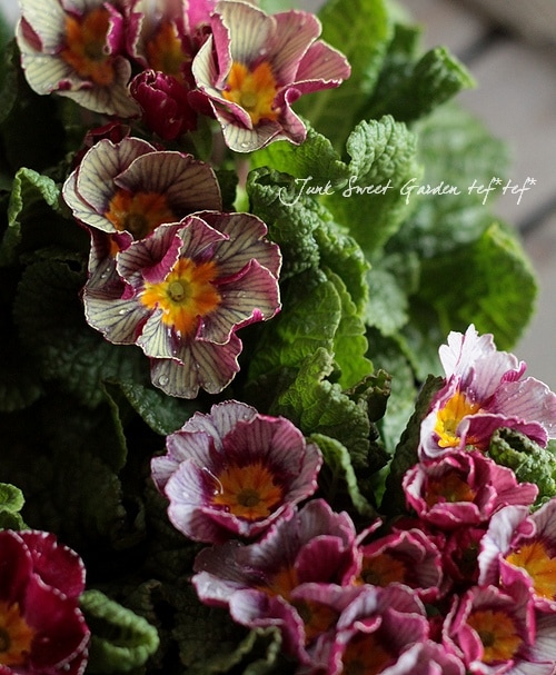 ニンフェンブルグ　アンティーク　ストライプと花束のトリオ ニンフェンブルグ アンティーク ストライプと花束のトリオ ニンフェン