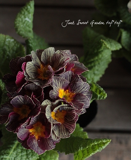 プリムラ・レトロボックス 草むらの庭 | クレマチスと野っぱらの花畑