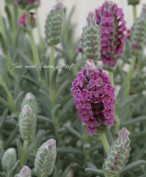 ラベンダー　断捨離中　プロフご覧ください 【未使用品】クィーンクック imgrc0090896355.jpg