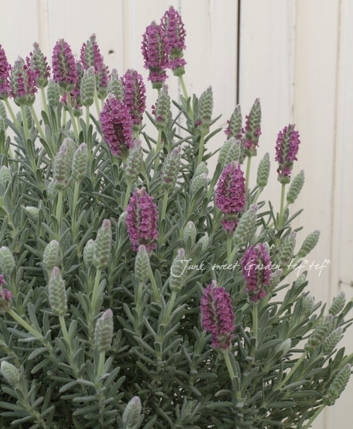 新種！デンマーク育種<BR>フレンチラベンダー<BR>『桜クラウン』 特大