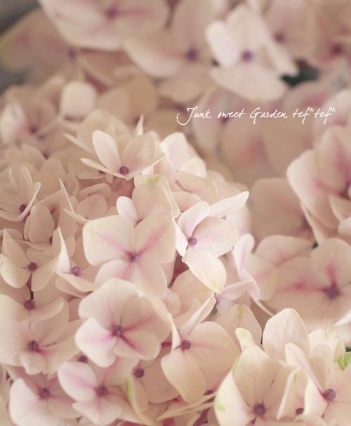 テーブルに飾っていただける❤<BR>こぶりな紫陽花<BR>HBA