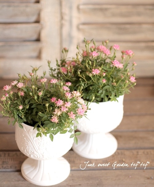 こんぺいとう 71tJ5hSqh4L._AC_UF350,